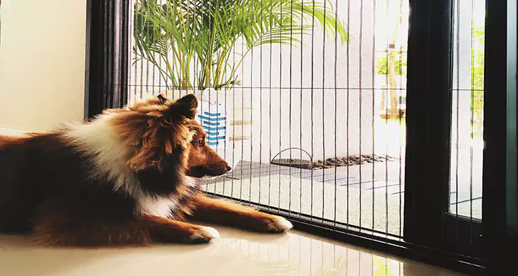 Sliding Screen Pet Door Repair in Bayshore Gardens, FL